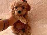 Toy Poodle Oğlumuz Geldi̇