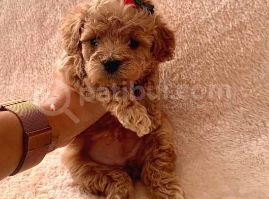Toy Poodle Oğlumuz Geldi̇ görsel