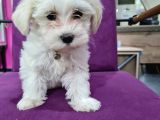 Güzeller Güzeli Maltese Yavrularımız
