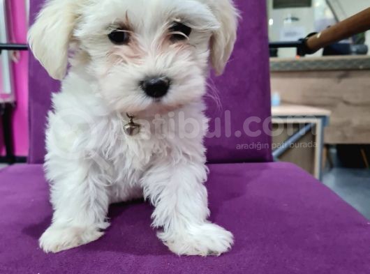 Güzeller Güzeli Maltese Yavrularımız görsel