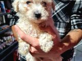 Pet Egitimli Maltipoo Yavrular