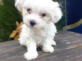 Güzeller Güzeli Maltese Yavrularımız