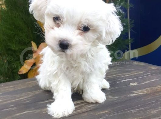Güzeller Güzeli Maltese Yavrularımız görsel