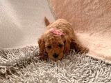 Günü Gelen Aşilari Yapilmiş Red Poodle