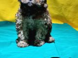 Şirin Mi Şirin Toy Poodle Yavrular