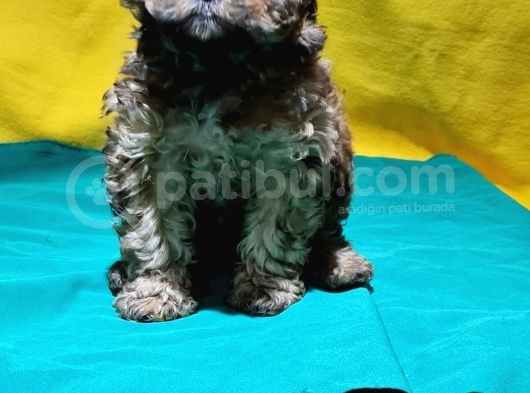 Şirin Mi Şirin Toy Poodle Yavrular görsel