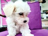 Güzeller Güzeli Maltese Yavrularımız