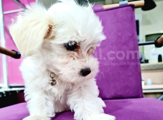 Güzeller Güzeli Maltese Yavrularımız görsel