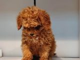 2.5 Aylik Pasaportlu Red Poodle