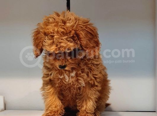 2.5 Aylik Pasaportlu Red Poodle görsel