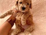 Toy Poodle Oğlumuz Geldi̇