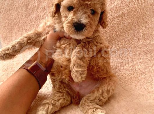 Toy Poodle Oğlumuz Geldi̇ görsel
