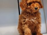 2.5 Aylik Pasaportlu Red Poodle