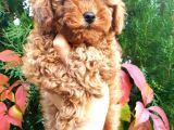 Toy Poodle Yavrularımız