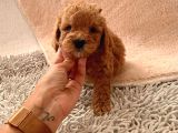 Ailenizin Minik Üyesi Red Poodle