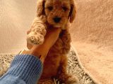 Ailenizin Minik Üyesi Red Poodle