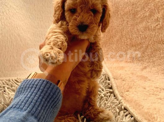 Ailenizin Minik Üyesi Red Poodle görsel