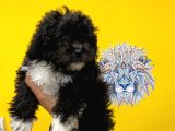 Orj. Babyface Morkie Bebeklerimiz -