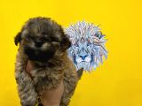 Orj. Babyface Morkie Bebeklerimiz -