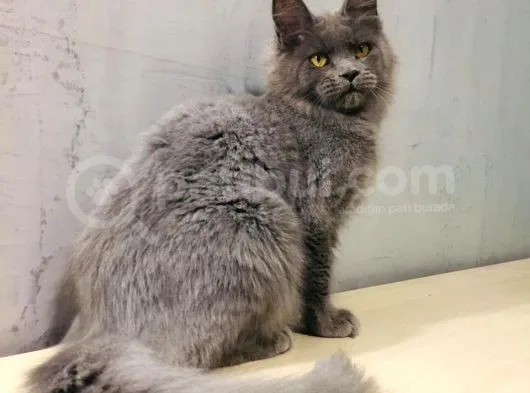 Xl Mainecoon Safkan Secereli