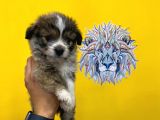 Orj. Babyface Morkie Bebeklerimiz -