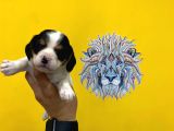 Orj. Babyface Beagle Bebeklerimiz
