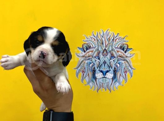 Orj. Babyface Beagle Bebeklerimiz görsel