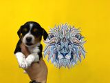 Orj. Babyface Beagle Bebeklerimiz
