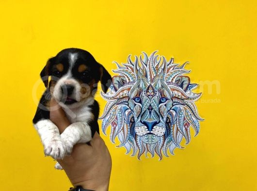 Orj. Babyface Beagle Bebeklerimiz görsel