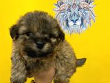 Orj. Babyface Morkie Bebeklerimiz -