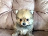 Spitz Pomeranian