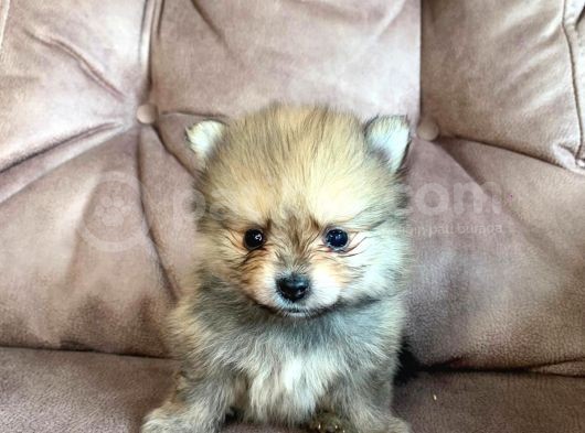 Spitz Pomeranian görsel