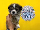 Orj. Babyface Morkie Bebeklerimiz -