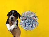 Orj. Babyface Beagle Bebeklerimiz