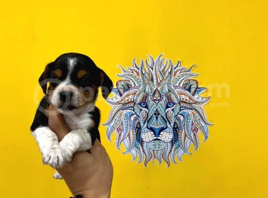 Orj. Babyface Beagle Bebeklerimiz görsel