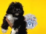 Orj. Babyface Morkie Bebeklerimiz -