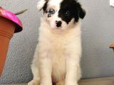 Border Collie Yavrularımız