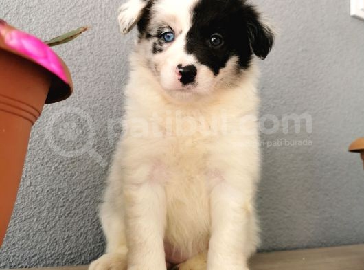 Border Collie Yavrularımız görsel