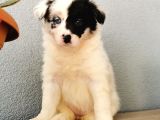 Border Collie Yavrularımız