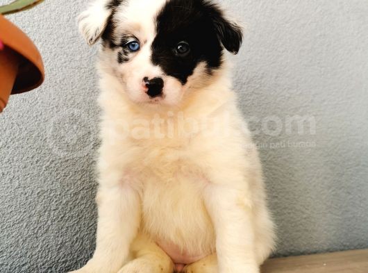 Border Collie Yavrularımız görsel