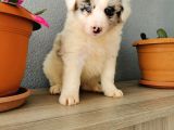 Border Collie Yavrularımız