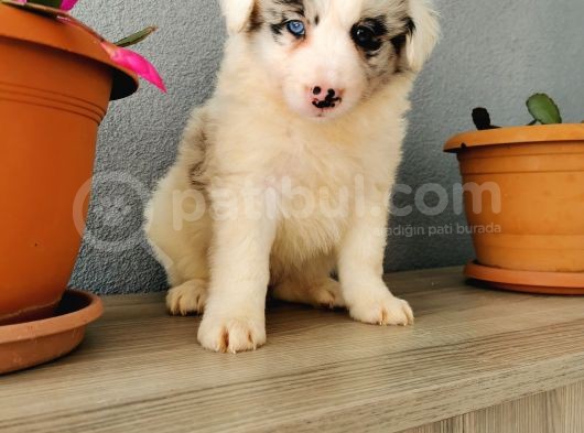 Border Collie Yavrularımız görsel