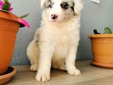 Border Collie Yavrularımız