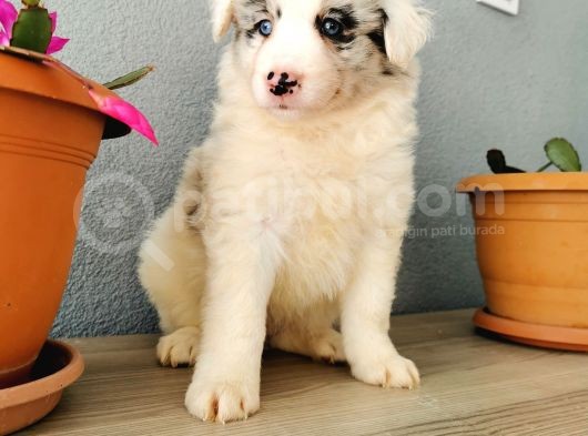 Border Collie Yavrularımız görsel