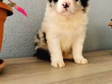 Border Collie Yavrularımız