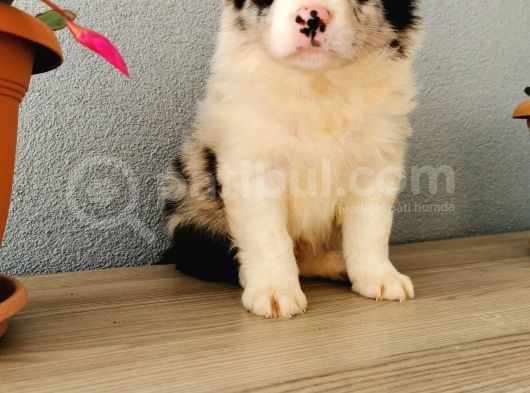 Border Collie Yavrularımız görsel