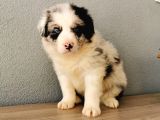 Border Collie Yavrularımız