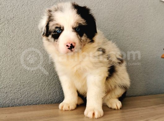 Border Collie Yavrularımız görsel
