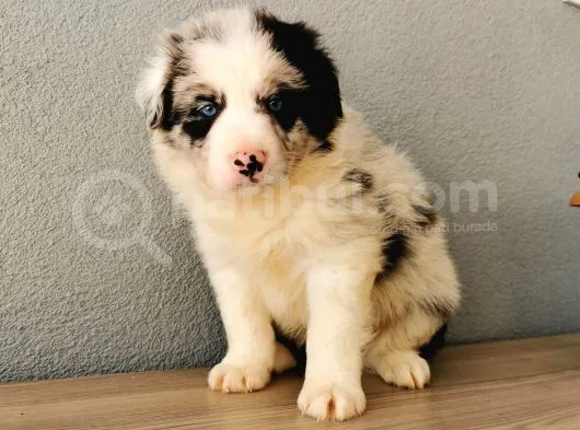 Border Collie Yavrularımız