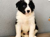 Border Collie Yavrularımız